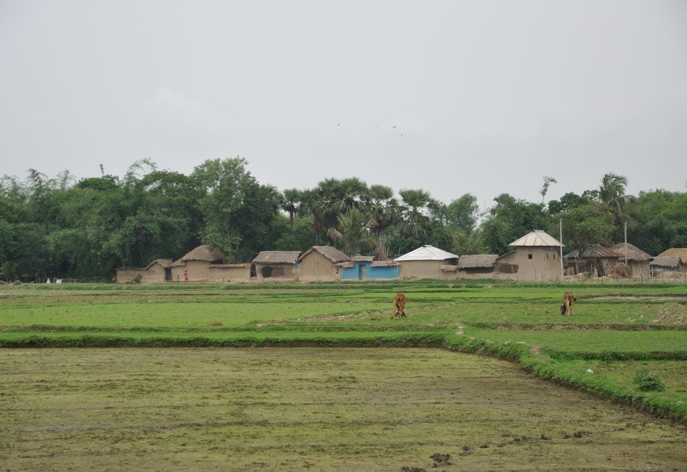 Paddy fields and village homes of Dayalpur in Galsi, Purba Bardhaman, West Bengal